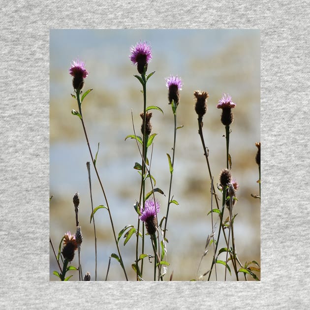 A highland thistle by Madeinthehighlands